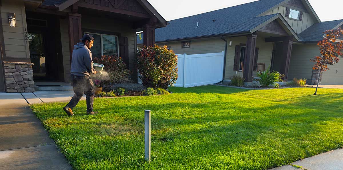 Messer-Lawn-Care-Services-Weed-Fertilizer Messer employee weeding