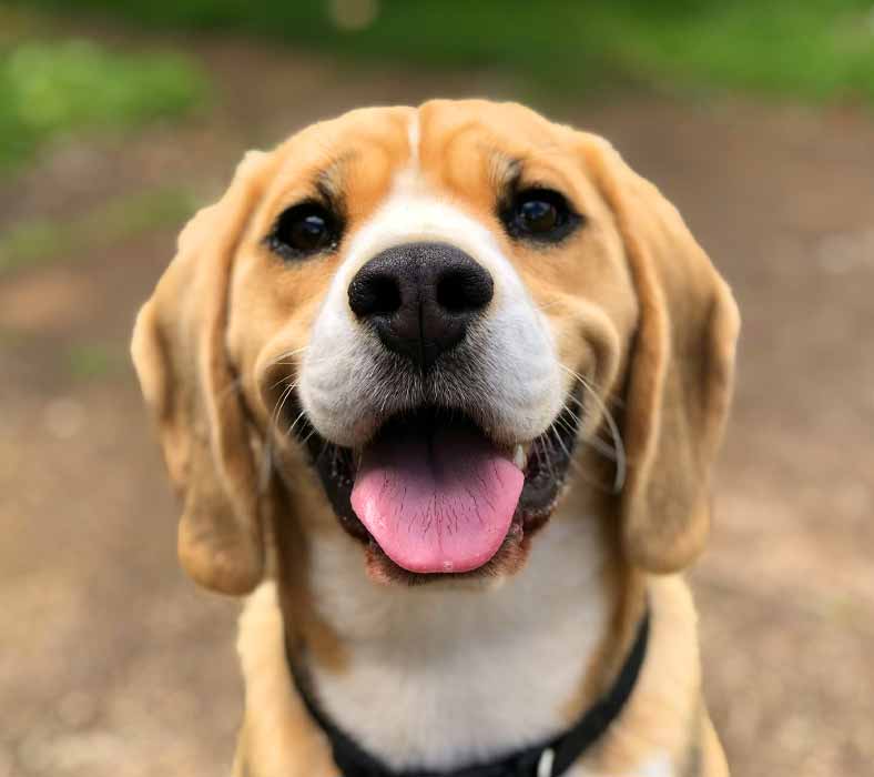 dog-waste-removal-Coeur-dAlene dog waste removal Coeur d’Alene