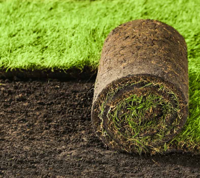 fresh-sod fresh sod