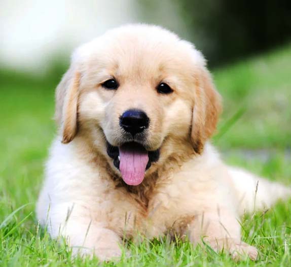 cute dog