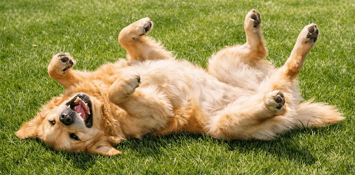 dog on grass